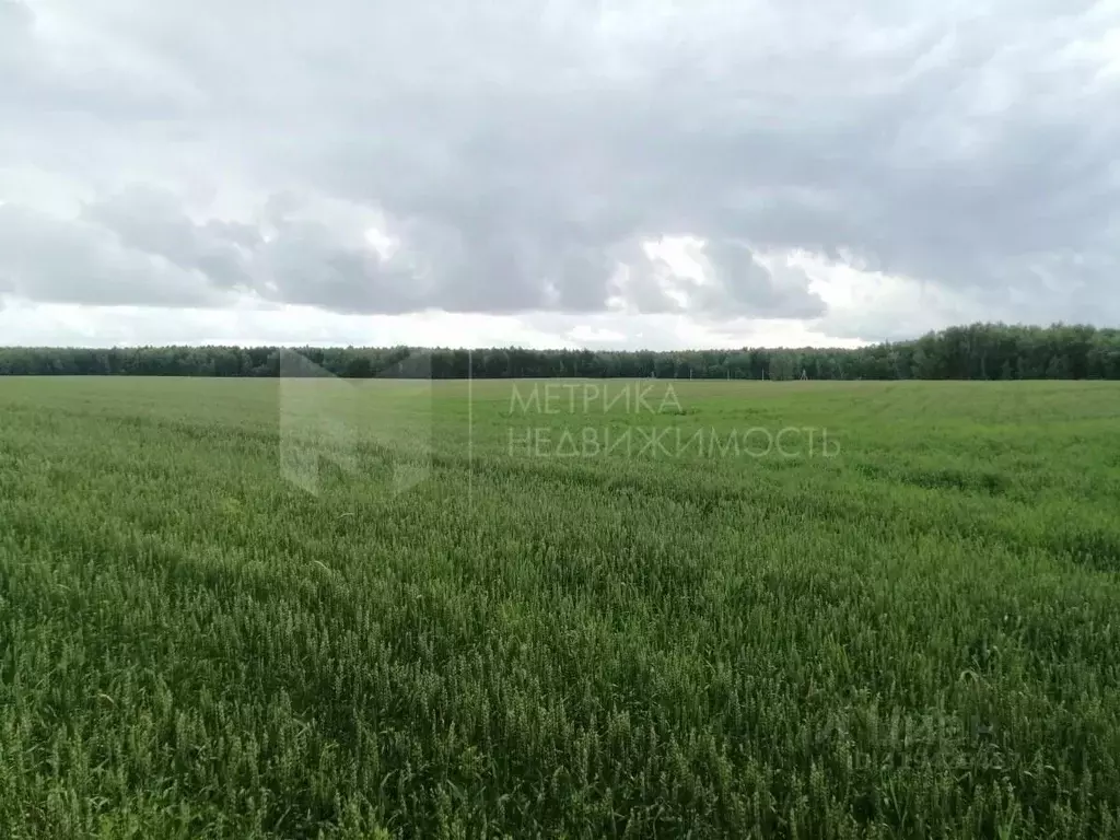 Участок в Тюменская область, Тюменский район, с. Кулига  (299.43 сот.) - Фото 1