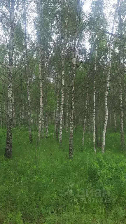 Участок, 8 сот., поселения (ижс) - Фото 0