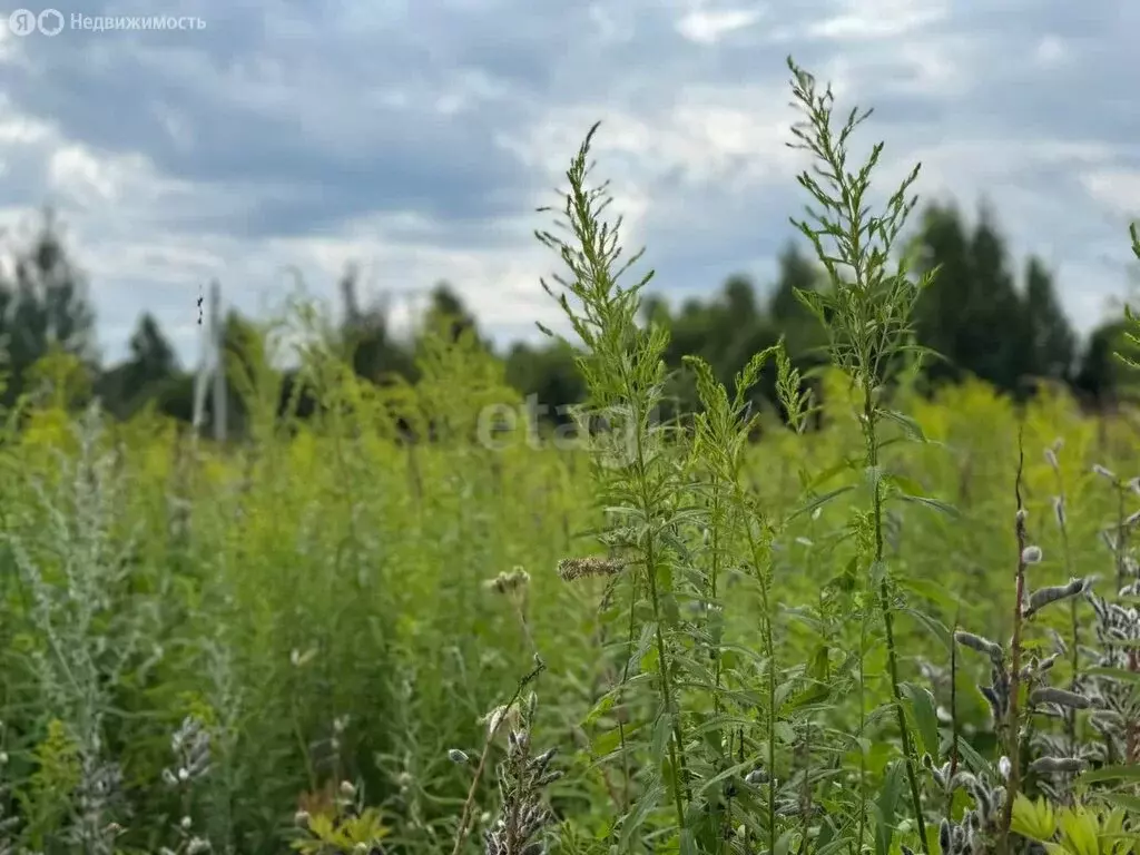 Участок в Нижегородская область, Городецкий муниципальный округ, ... - Фото 0