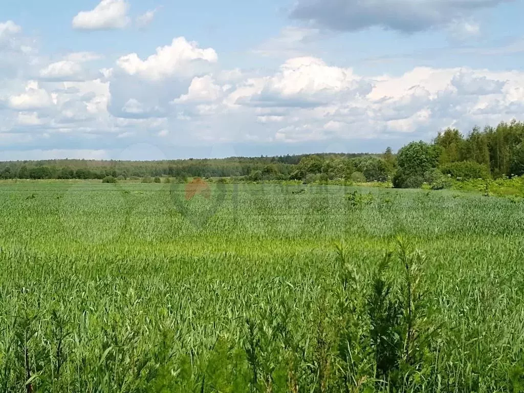 Земля Сельхозназначения Купить Клинский Район