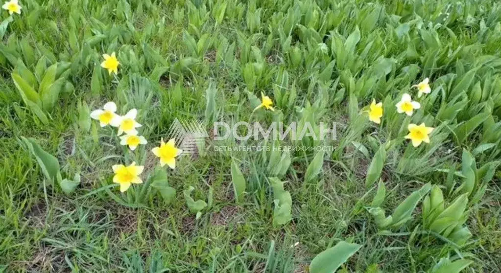 Участок 10 сот. (ИЖС) - Фото 1