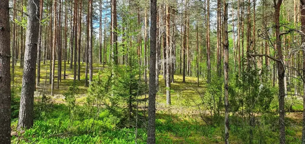 Участок в Псковская область, Невельский муниципальный округ, д. ... - Фото 1