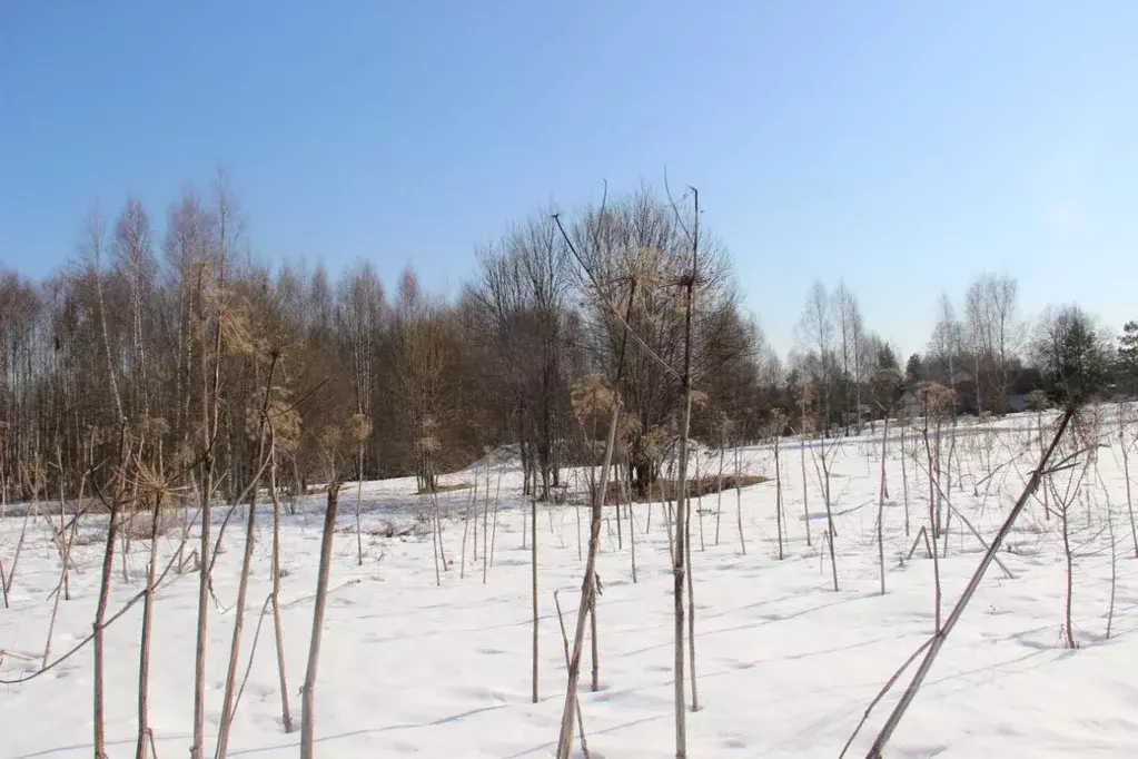 Участок в Московская область, Шаховская муниципальный округ, д. Юрьево ... - Фото 2