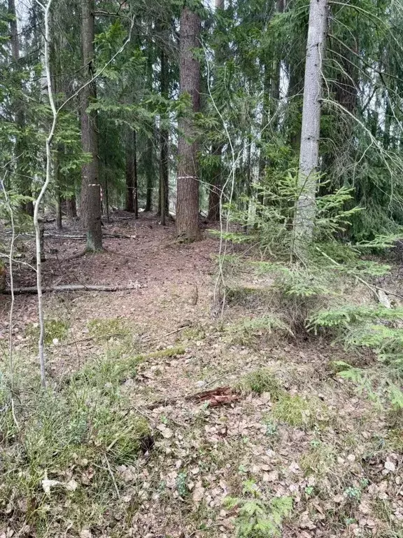 Участок в Ленинградская область, Всеволожский район, Сертоловское ... - Фото 1