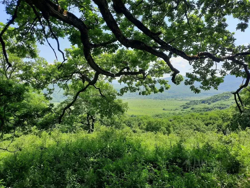 Участок в Адыгея, Майкопский район, Даховская ст-ца  (100.0 сот.) - Фото 1