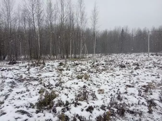 Участок в Ленинградская область, Всеволожский район, Рахьинское ... - Фото 0