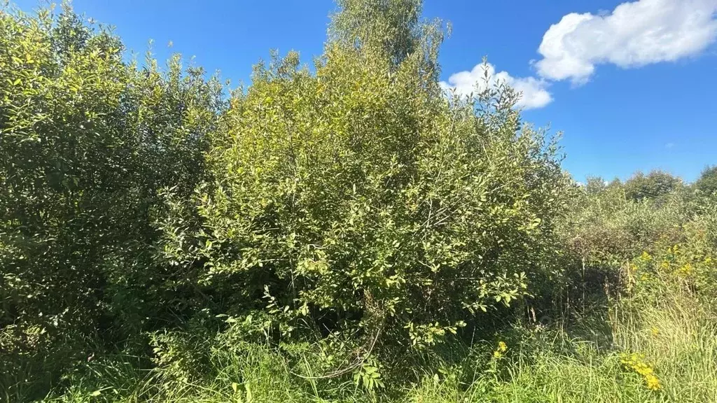 Участок в Московская область, Ступино городской округ, д. Петрищево  ... - Фото 1