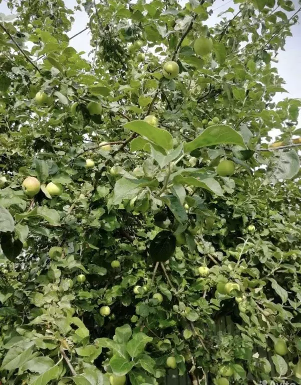 Дом в Свердловская область, Сысертский муниципальный округ, пос. ... - Фото 2