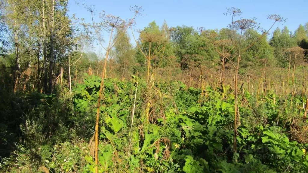 Участок в Московская область, Рузский муниципальный округ, д. Верхнее ... - Фото 1