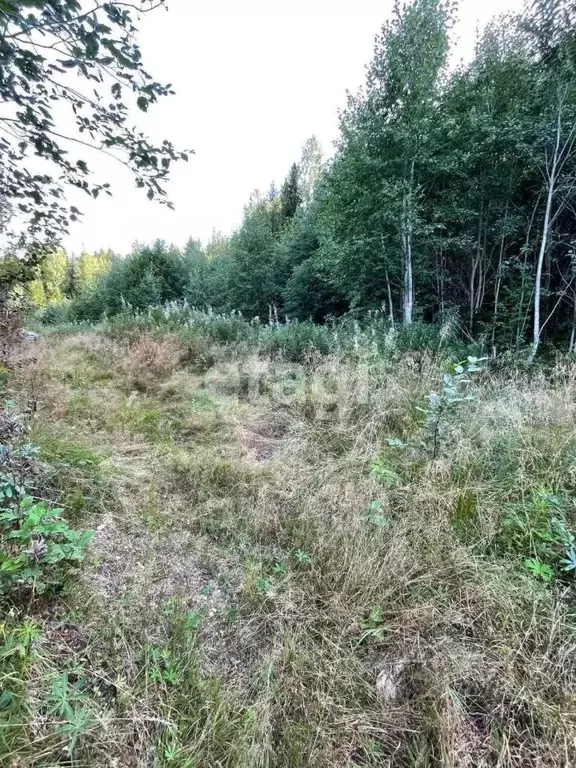 Участок в Карелия, Прионежский район, Деревянкское с/пос, Березка-3 ... - Фото 1