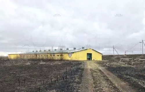 Телятник, Нестеровка - Фото 0