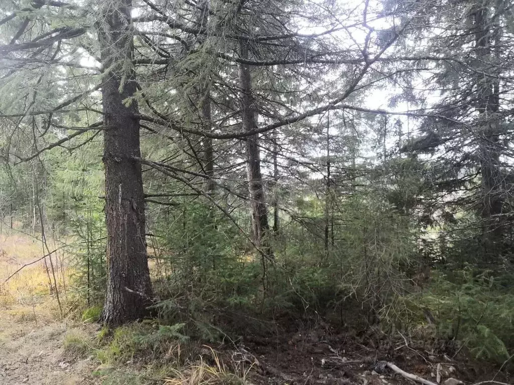 Участок в Свердловская область, Нижний Тагил муниципальный округ, пос. ... - Фото 1