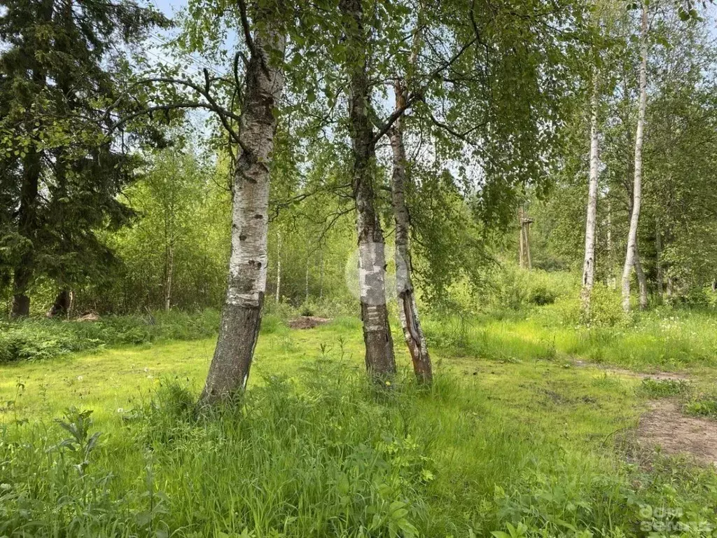 Участок в Ленинградская область, Всеволожский район, Куйвозовское ... - Фото 1