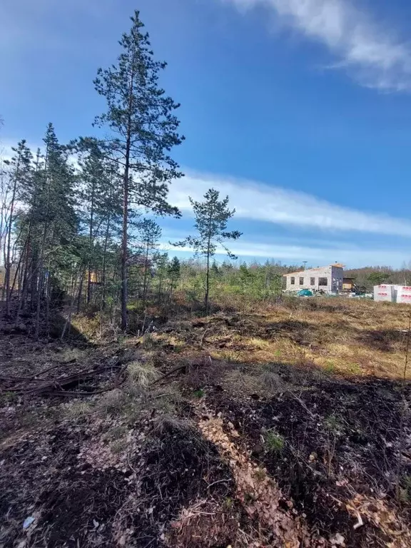 Участок в Ленинградская область, Всеволожское городское поселение, ... - Фото 1