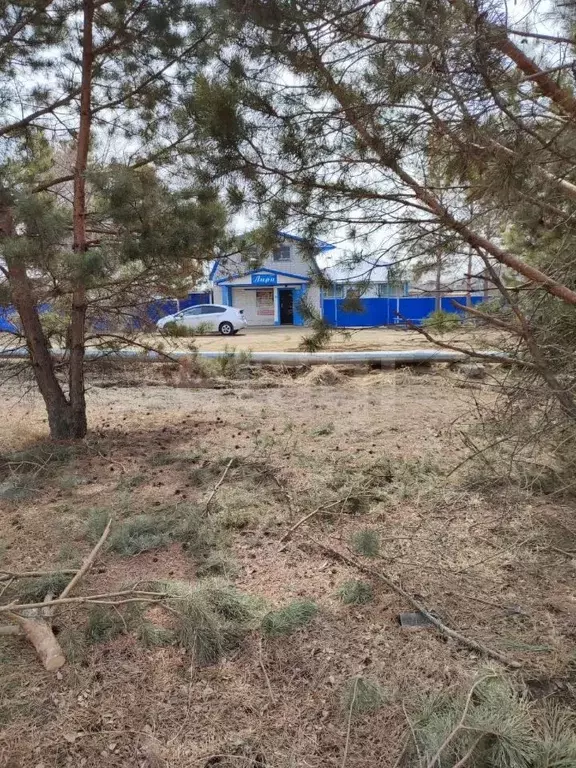 Участок в Амурская область, Благовещенский район, с. Грибское ул. ... - Фото 1