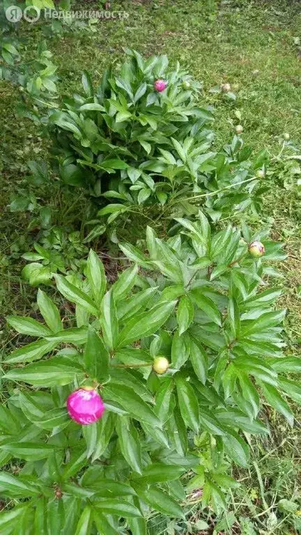 Участок в Майминский район, село Соузга (25 м) - Фото 2