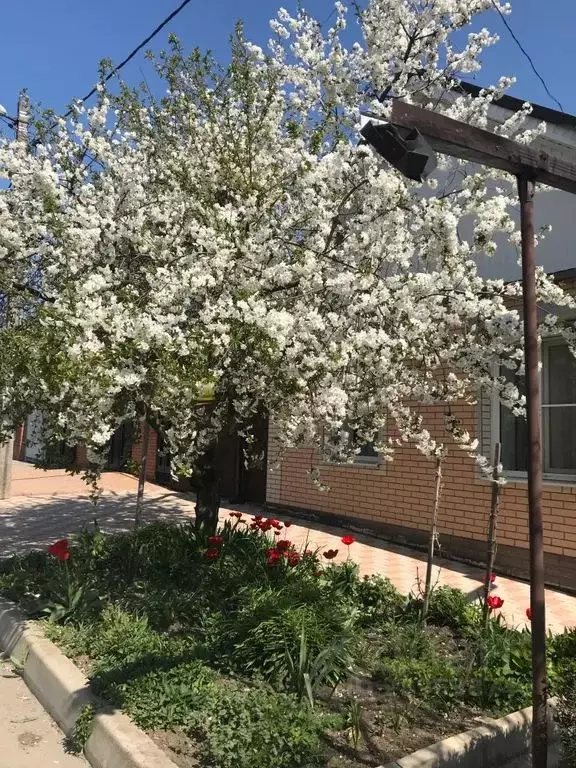 Дом в Краснодарский край, Ейск ул. Чапаева, 55 (40 м) - Фото 0