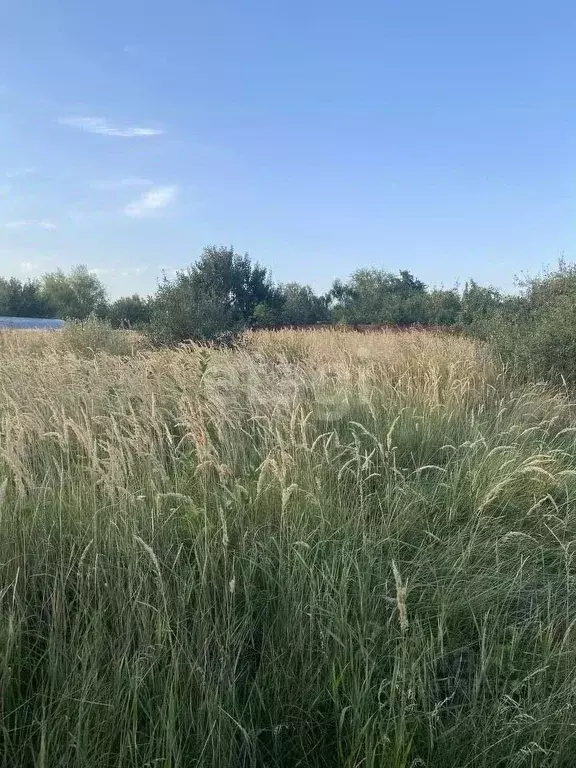 Участок в Воронежская область, Верхнехавский район, Малоприваловское ... - Фото 1