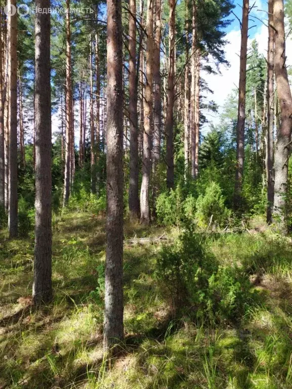 Участок в Вологодская область, Череповецкий муниципальный округ, ... - Фото 1