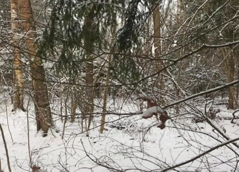 Участок в Московская область, Дмитровский муниципальный округ, Икша ... - Фото 1