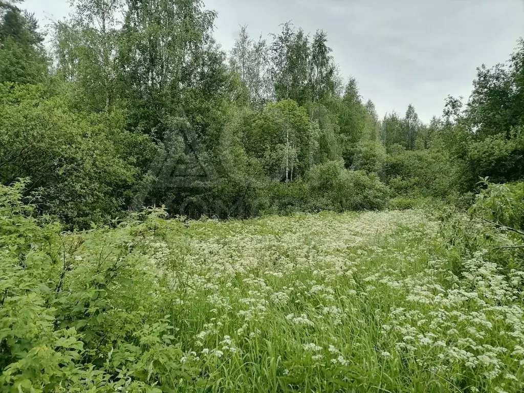 Участок в Ленинградская область, Приозерский район, Ларионовское ... - Фото 1
