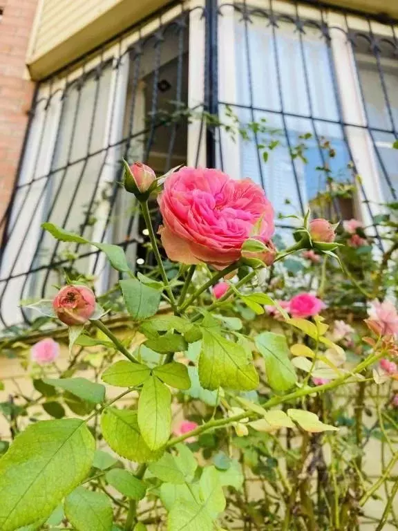 3-к кв. Ставропольский край, Пятигорск Первомайская ул., 95 (100.0 м) - Фото 2