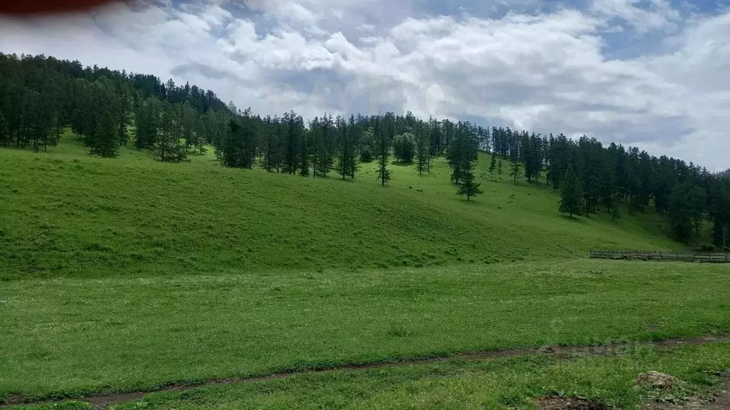 Участок в Алтай, Усть-Канский район, с. Козуль  (56.0 га.) - Фото 2