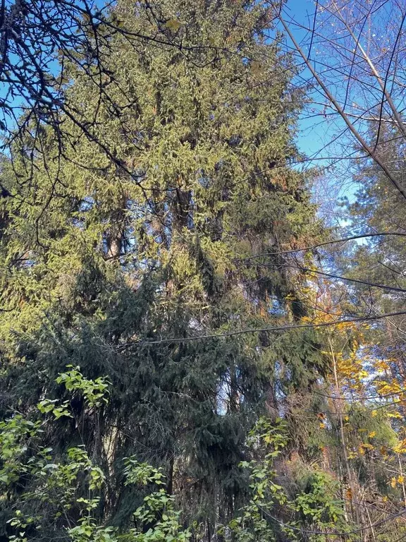 Участок в Ленинградская область, Всеволожск ул. Гоголя (34.0 сот.) - Фото 2