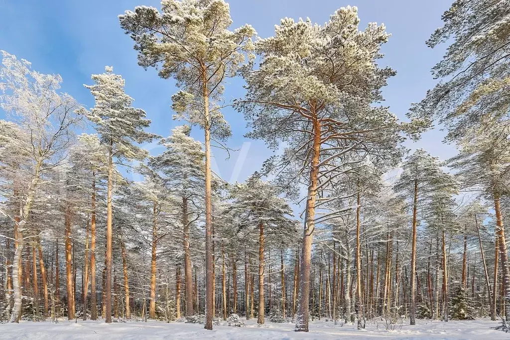 Дом в Ленинградская область, Выборгский район, Первомайское с/пос, ... - Фото 2