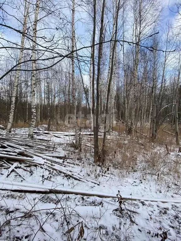 Участок в Ханты-Мансийский АО, Ханты-Мансийск Дружба СОТ,  (5.0 сот.) - Фото 0