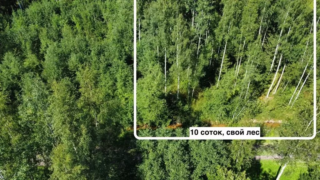 Участок в Ленинградская область, Лужский район, Мшинское с/пос, ... - Фото 1