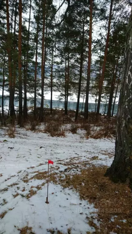 Участок в Алтай, Чемальский район, Элекмонарское с/пос  (54.39 сот.) - Фото 1