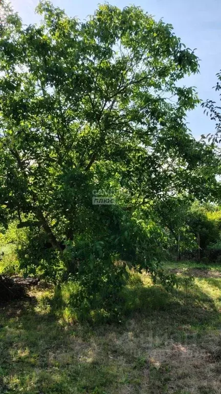 Участок в Краснодарский край, Анапа муниципальный округ, Куток хут.  ... - Фото 2