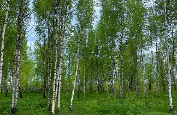 Участок в Московская область, Дмитровский муниципальный округ, д. ... - Фото 1