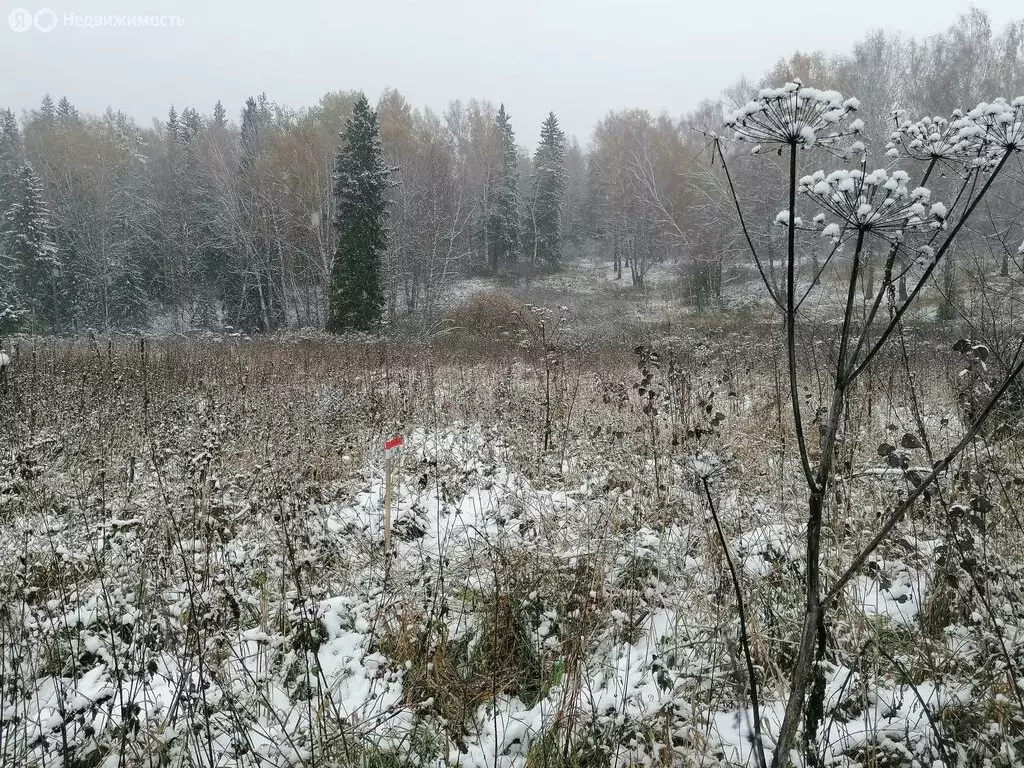 Участок в Томский район, Богашёвское сельское поселение, деревня ... - Фото 2