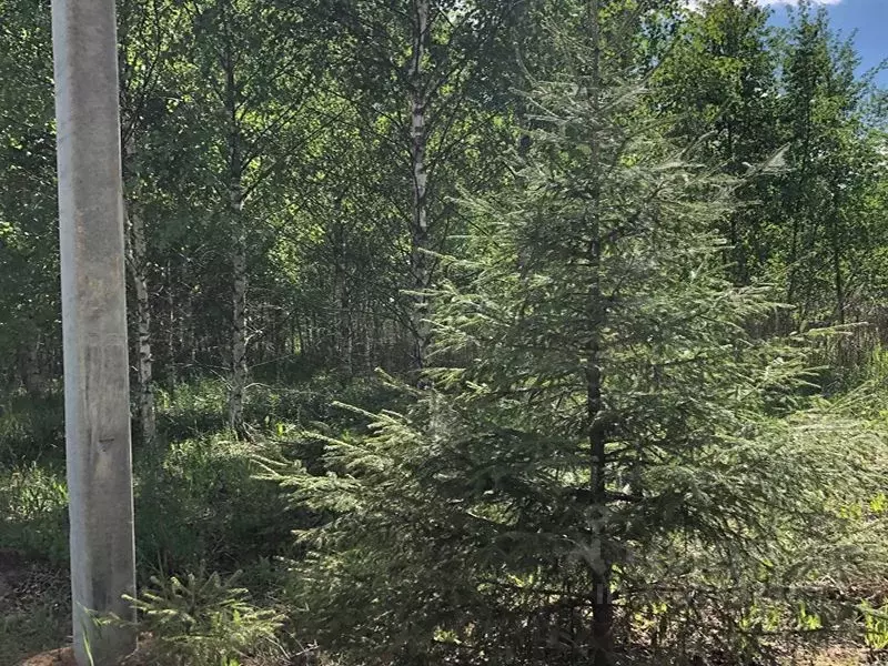 Участок в Московская область, Солнечногорск городской округ, д. ... - Фото 2