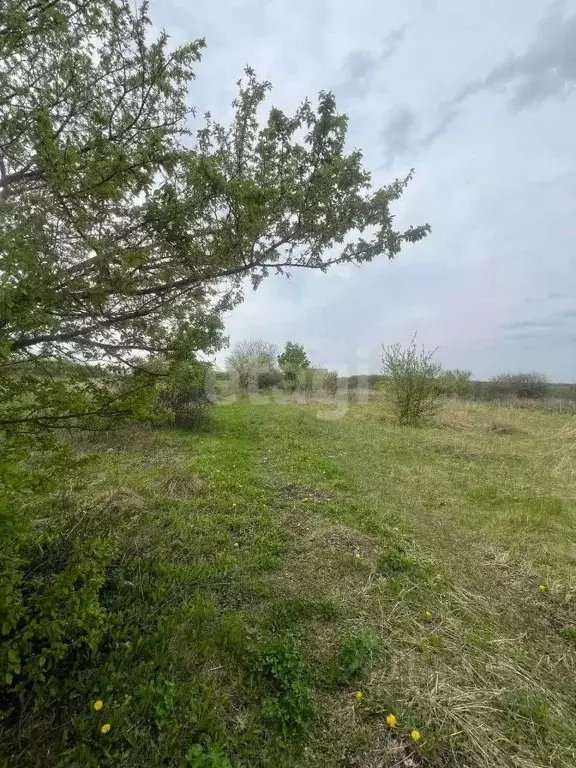 Участок в Белгородская область, Белгород Незабудка садовое ... - Фото 0