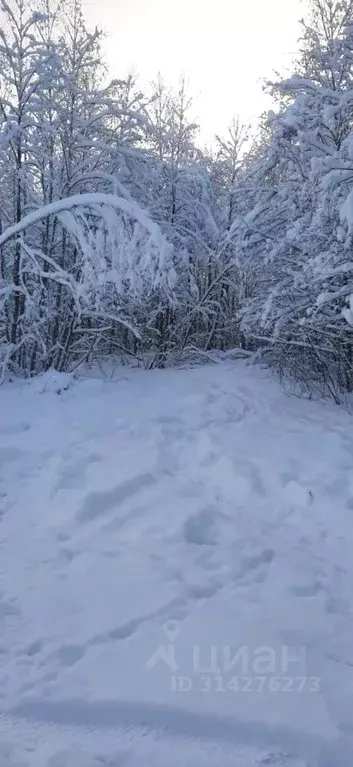 Участок в Ленинградская область, Всеволожский район, Лесколовское ... - Фото 1