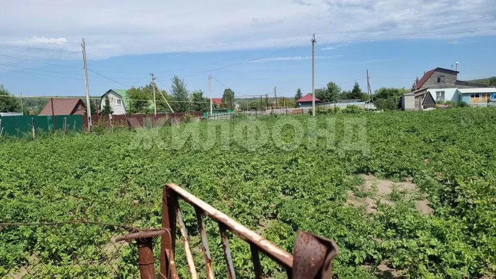 Участок в Новосибирская область, Тогучинский район, Репьевский ... - Фото 2