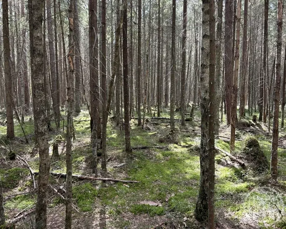Участок в Ленинградская область, Всеволожский район, Юкковское с/пос, ... - Фото 1