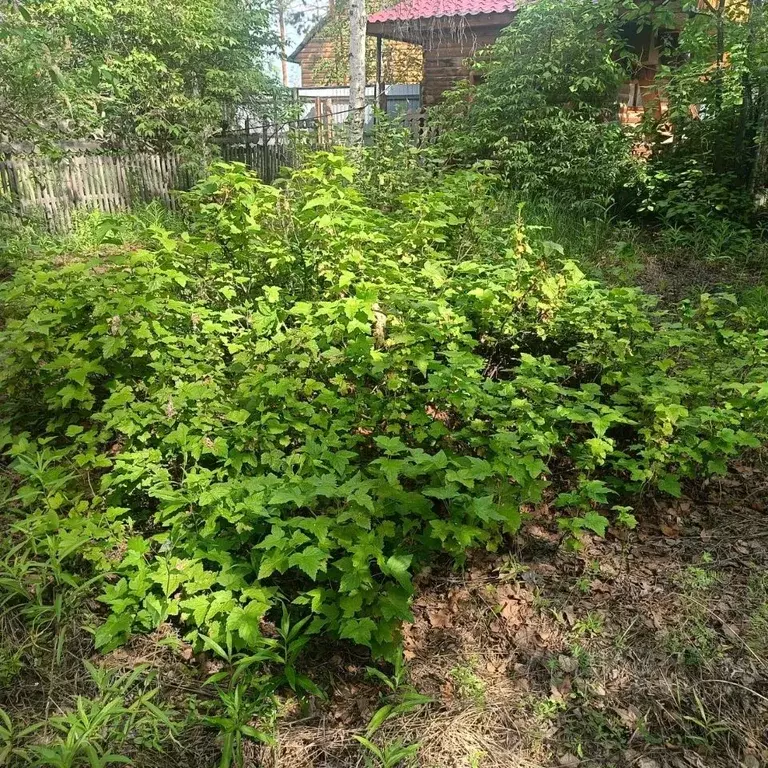 Участок в Саха (Якутия), Якутск Сергеляхское шоссе, 9-й км (15.0 сот.) - Фото 2