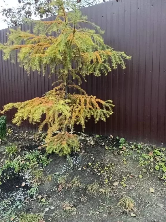 Дом в Пенза, садовое некоммерческое товарищество Черёмушки, 18 (30 м) - Фото 2