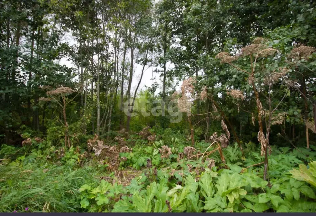 Участок в Калужская область, Перемышльский муниципальный округ, ... - Фото 2