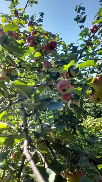 Дом в Омская область, Омск СОСН Тепличный-2 тер.,  (34 м) - Фото 1