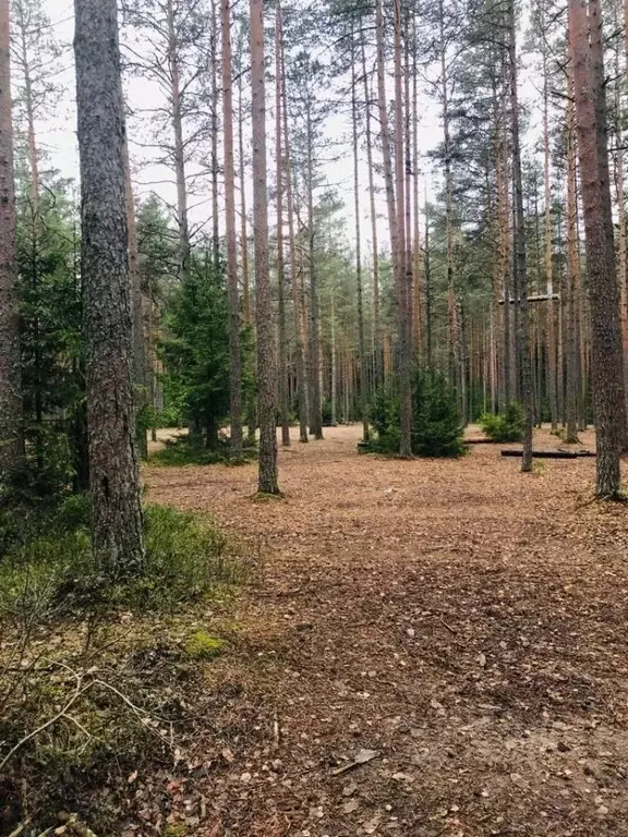 Участок в Ленинградская область, Всеволожск  (12.0 сот.) - Фото 1
