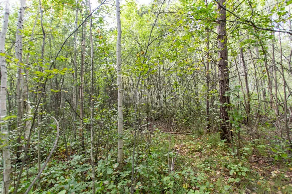 Участок в Тобольск, микрорайон Усадьба (10 м) - Фото 2