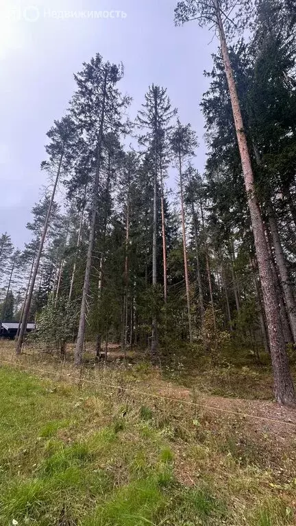 Участок в Рощино, КП Еловая Усадьба (11.4 м) - Фото 2