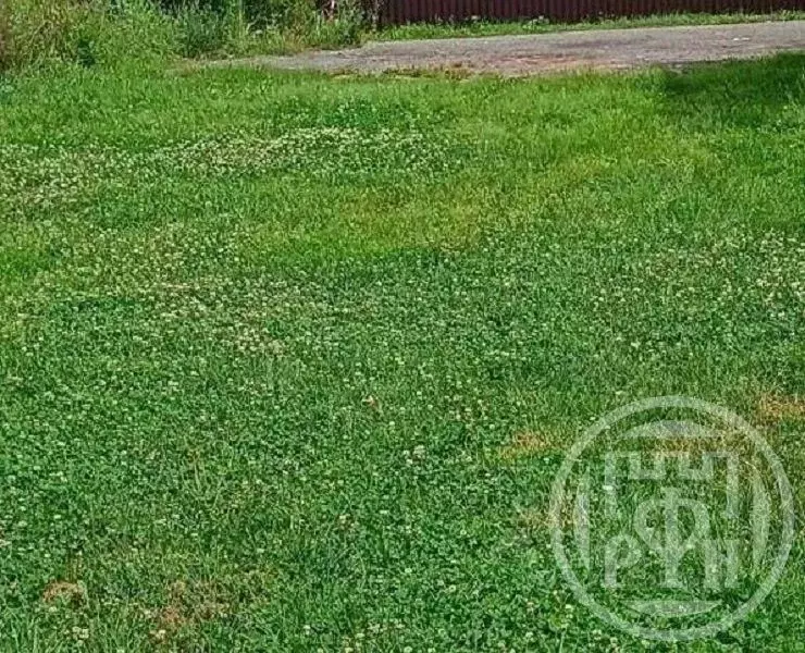 Участок в Ленинградская область, Выборгский район, Красносельское ... - Фото 1