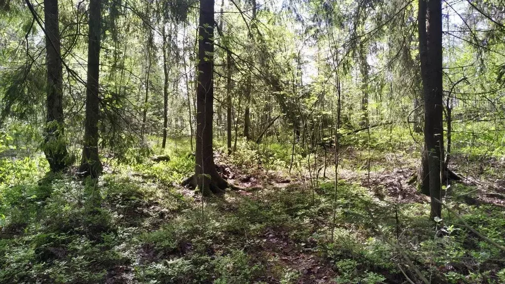 Участок в Ленинградская область, Выборг пос. Имени Кирова,  (12.0 ... - Фото 2