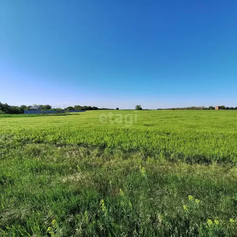 Участок в Краснодарский край, Ейский район, Кухаривское с/пос, ... - Фото 1